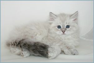 Female Siberian Kitten from Deedlebug Siberians